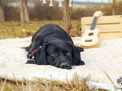 -超宠爱宠物摄影-Super pet