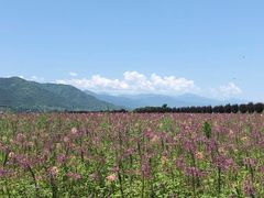 -曲江薰衣草庄园