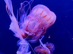 -成都浩海立方海洋公园