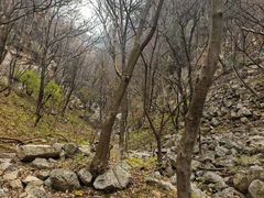 -王顺山国家森林公园