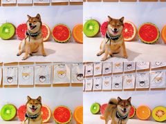 -柴务处·柴犬主题狗咖