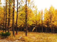 -塞罕坝国家级自然保护区