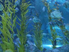 -芜湖新华联大白鲸海洋公园