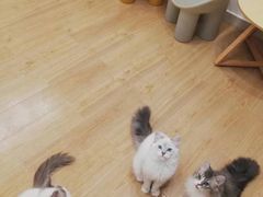 -有喵·猫咖·狗咖·30几只猫10只小狗(岗厦店)