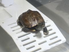-立德异宠动物医院.兔鸟爬.内窥镜(天河店)