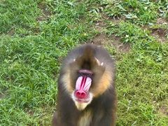 -大连森林动物园