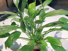 -大鸭梨烤鸭(枣园店)