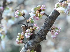 -成都蒲江花样年福朋喜来登度假酒店·宜客乐西餐厅