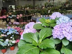 -金科花卉市场
