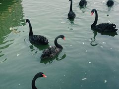 -无锡动物园·太湖欢乐园