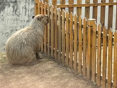 -合肥野生动物园