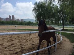 -龙口南山旅游景区