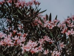 -香蜜公园