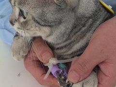 -汪喵宠物医院·骨科心脏影像·犬猫急重症ICU诊疗中心(成华分院)