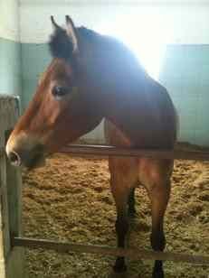 -松声马术俱乐部