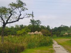 -上海长兴岛郊野公园