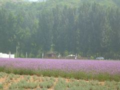 -紫海香堤香草艺术庄园
