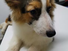 -达爱动物医院·犬猫分区·CT·复杂眼科(远洋山水分院)