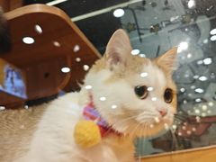 -欣宠猫屋·矮脚拿破仑·蓝金金渐层