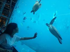-瑞德姆美人鱼海底演艺主题餐厅(亚龙湾店)