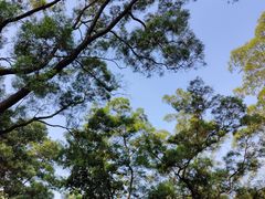 -火炉山森林公园