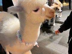 -Dip in Gelato(富民路店)
