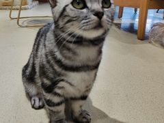 -藏猫猫咖啡主题馆(中央大道店)