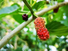 -御林古桑园
