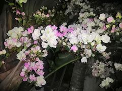 -深圳国际园林花卉博览园