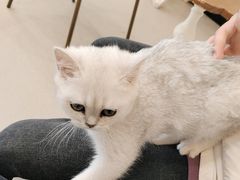 -共舞时光猫咖·狗咖(新街口店)