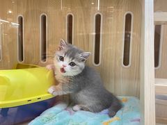 -momokira米努特·德文卷毛猫·棉花面纱犬