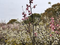 -南汇桃花村