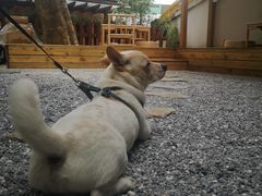 -椿风·养身茶饮(吉大店)