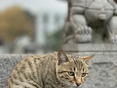 -乌镇景区