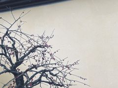 -杭州植物园