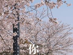 -高东镇樱花园