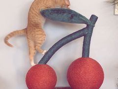 -Cappucimeow猫咪咖啡馆(韦伯时代店)
