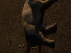 -康成宠物医院24H·CT·核磁共振