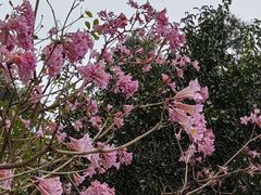 -狐尾山公园