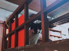 -樱の花亭日本料理店