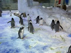 -芜湖新华联大白鲸海洋公园