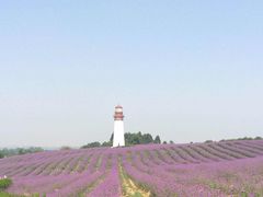 紫颐香薰山谷薰衣草庄园-紫颐香薰山谷景区