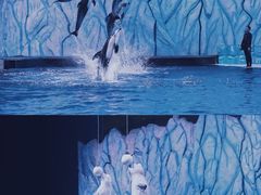 -海合安青岛极地海洋公园