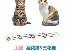 -唐小姐の私宠·宠物洗护美容·撸猫馆·购宠(周浦万达旗舰店)