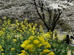 -苏州上方山国家森林公园