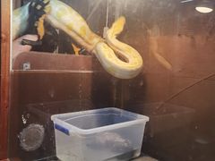 -上海大自然野生昆虫馆(东方明珠·爬宠昆虫探索中心)