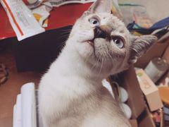 -瑞鹏宠物医院·爱宠堂(环西分院)
