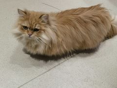 -藏猫猫咖啡主题馆(中央大道店)