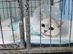 -达爱动物医院·犬猫分区·CT·复杂眼科(远洋山水分院)