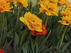 -洛阳郁金香牡丹园